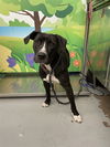 adoptable Dog in  named GUINEVERE
