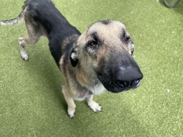 adoptable Dog in Waco, TX named CASPIAN
