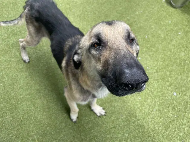 Caspian - German Shepherd Dog