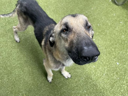 CASPIAN - German Shepherd Dog available for adoption