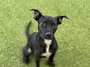 adoptable Dog in  named LOCKET