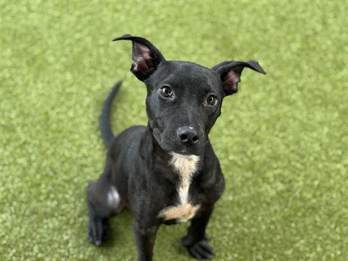 LOCKET - American Staffordshire Terrier available for adoption