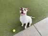 adoptable Dog in  named ICARUS