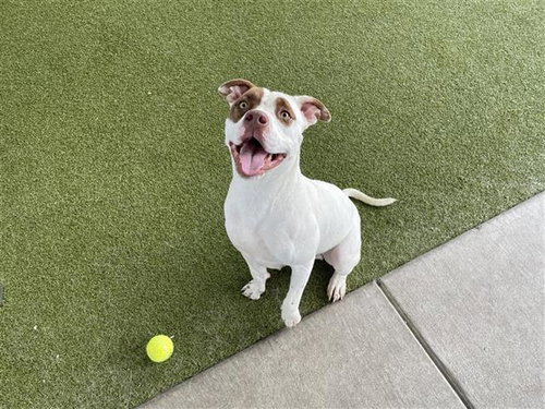 ICARUS - Pit Bull Terrier available for adoption