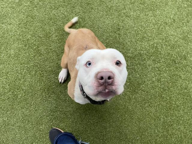 adoptable Dog in Waco, TX named CELESTE