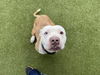 adoptable Dog in  named CELESTE