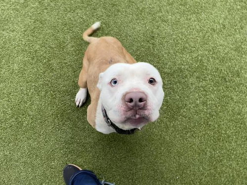 CELESTE - Pit Bull Terrier available for adoption