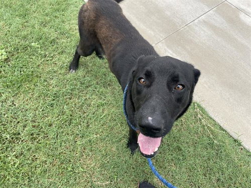 ZIGGY STARDUST - Labrador Retriever available for adoption