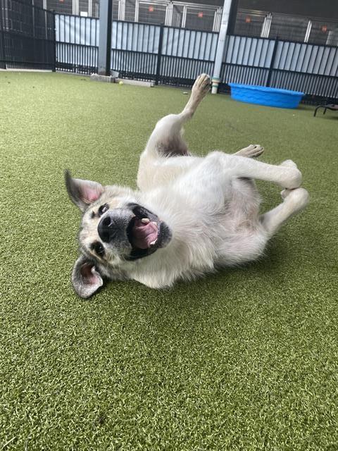 DELAINEY - Anatolian Shepherd available for adoption