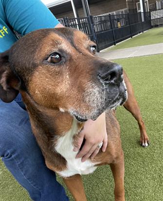 KILO - Bloodhound / Pit Bull Terrier available for adoption