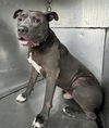 adoptable Dog in  named TRIUMPH