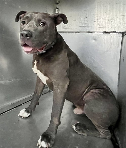 TRIUMPH - Pit Bull Terrier available for adoption