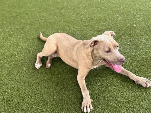 OLENNA - Pit Bull Terrier available for adoption