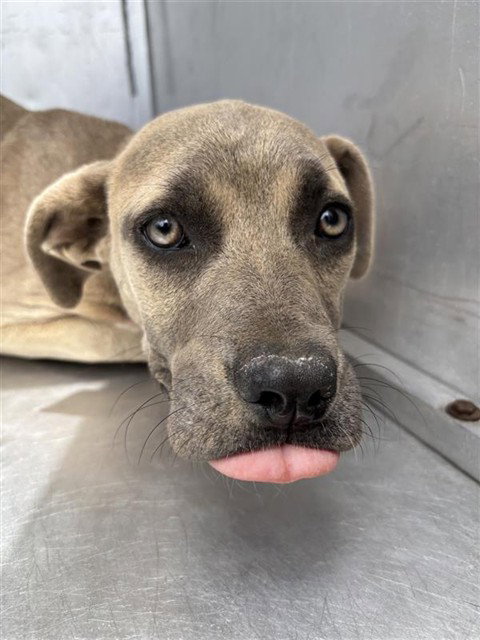 MELISANDRE - Pit Bull Terrier available for adoption