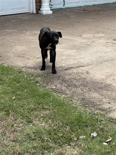 THEODEN - Pit Bull Terrier available for adoption
