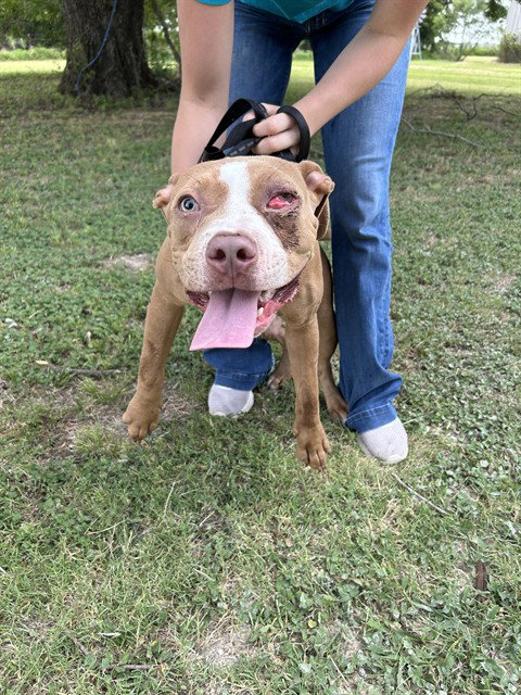 INIGO - Pit Bull Terrier available for adoption
