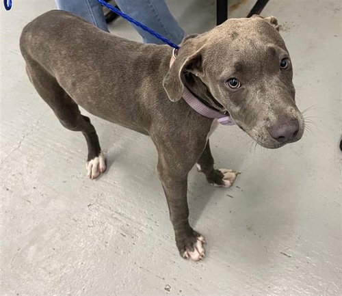 OCEANA - American Staffordshire Terrier available for adoption