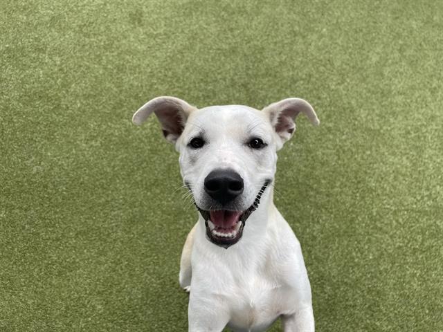 adoptable Dog in Waco, TX named EGGSY