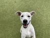 adoptable Dog in  named EGGSY