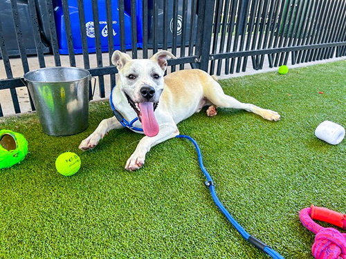 EGGSY - American Staffordshire Terrier available for adoption