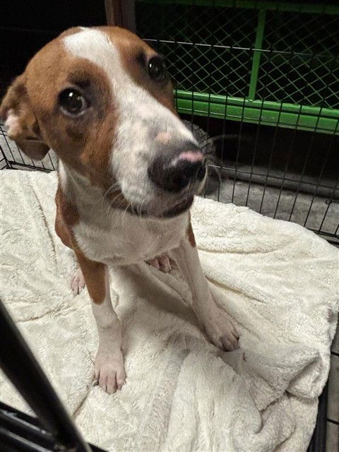 adoptable Dog in Waco, TX named BASTIEN