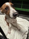 adoptable Dog in  named BASTIEN