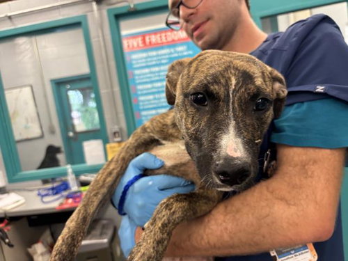 ELARA - Pit Bull Terrier / Pointer available for adoption