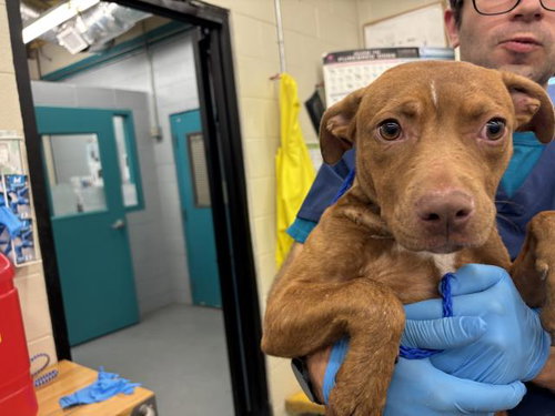 LYRA - Pit Bull Terrier / Pointer available for adoption