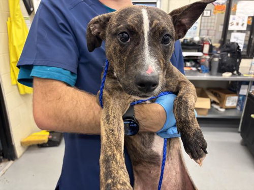 RHEA - Pit Bull Terrier / Pointer available for adoption