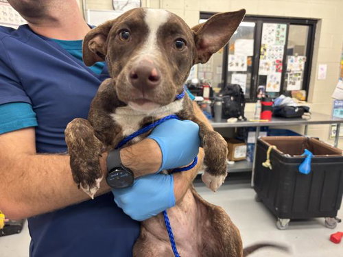 BLYTHE - Pit Bull Terrier / Pointer available for adoption