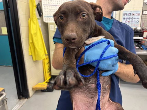 CRESSIDA - Pit Bull Terrier / Pointer available for adoption