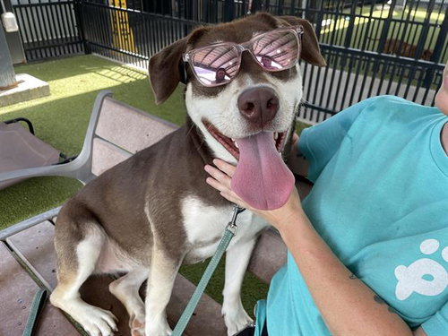 BLUE BELL - Husky / Pit Bull Terrier available for adoption