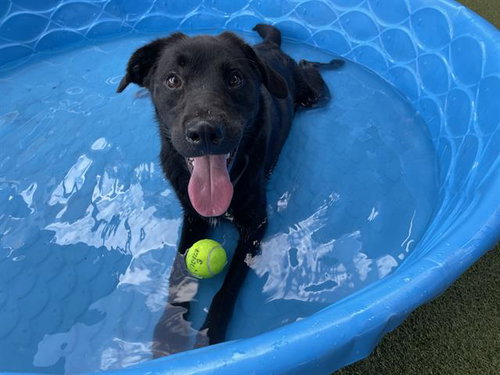 DAISY MAE - Labrador Retriever / Border Collie available for adoption