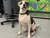 adoptable Dog in waco, TX named APOLLO