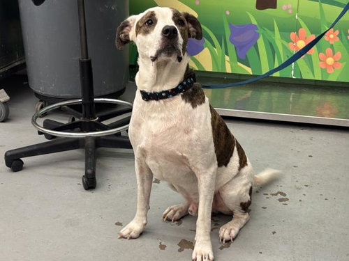 APOLLO - Pit Bull Terrier available for adoption