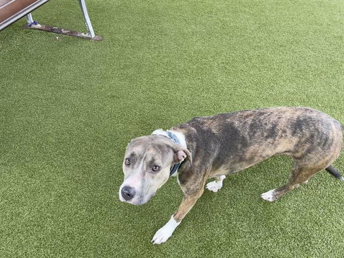 DEBBIE - Pit Bull Terrier available for adoption