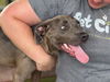 adoptable Dog in Waco, TX named SLATER