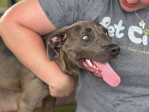 SLATER - Pit Bull Terrier available for adoption