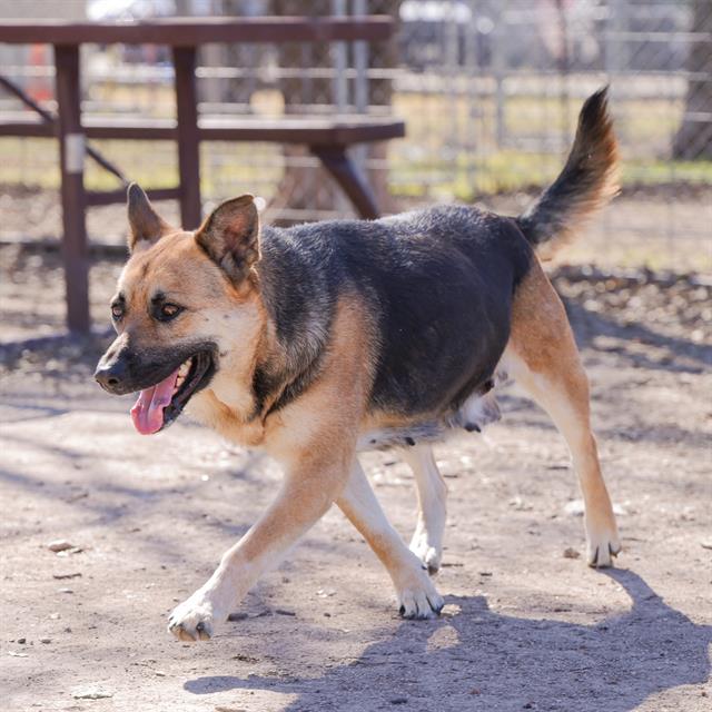 adoptable Dog in Waco, TX named HONEY