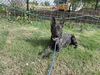 adoptable Dog in Waco, TX named VIVIENNE
