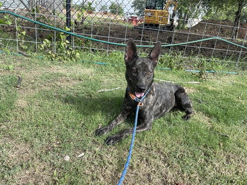 VIVIENNE - German Shepherd Dog available for adoption