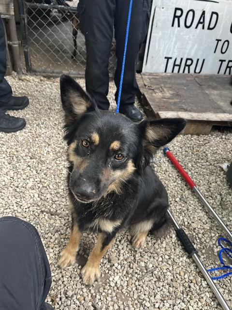 GENEVIEVE - German Shepherd Dog / Australian Kelpie available for adoption