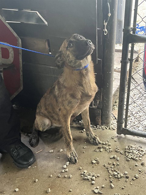 JAY GATSBY - German Shepherd Dog available for adoption
