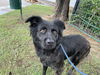 adoptable Dog in Waco, TX named LORRAINE