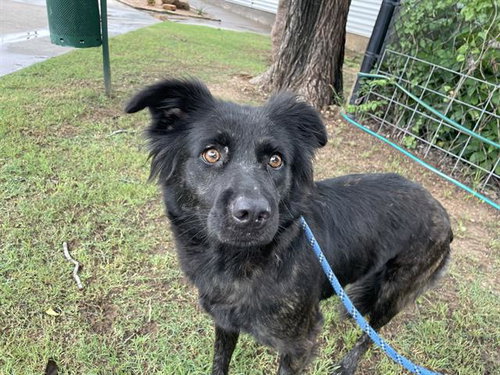 LORRAINE - German Shepherd Dog available for adoption