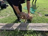 adoptable Dog in  named JOSEPHINE