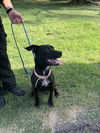 adoptable Dog in Waco, TX named MYRTLE WOOFSON