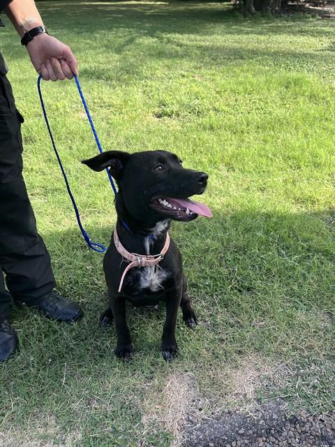 MYRTLE WOOFSON - German Shepherd Dog available for adoption