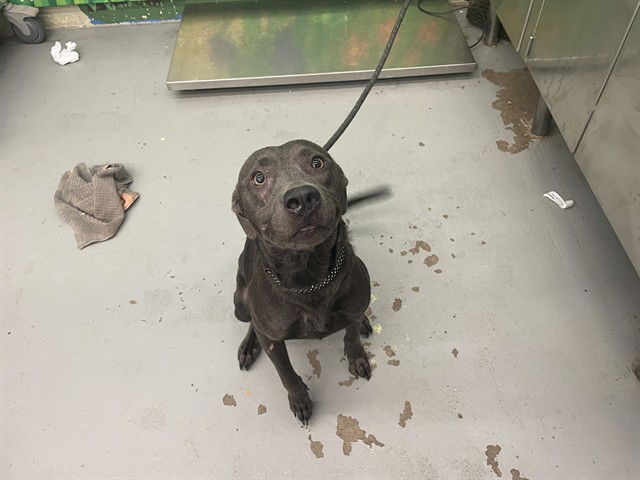 adoptable Dog in Waco, TX named ADELINE