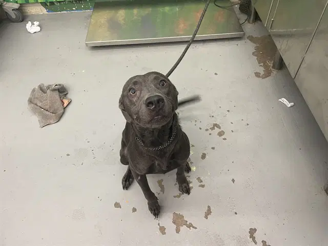 Adeline - Labrador Retriever